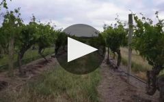 Kaesler Winery Video