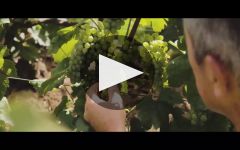 Lanson Winery Video