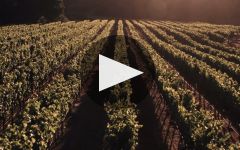 Pisoni Vineyards Winery Video