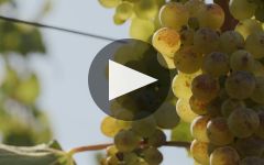 Morgan Winery Celebrating Four Decades of Morgan Wine Winery Video