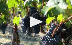 Chateau Mongravey Winery Video