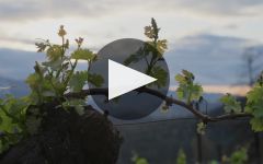 Burgess Cellars The Soul of an Icon Winery Video