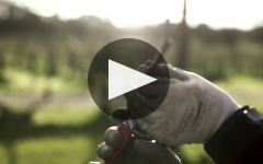 Henschke Winery Video