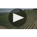 Castellani Pinot Grigio 2021 Winemaker Notes Product Video