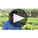 Angove Family Winemakers Family Crest Chardonnay 2019 Product Video