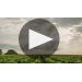Chateau Haut-Brion (6 Bottes in OWC) 2019 Product Video